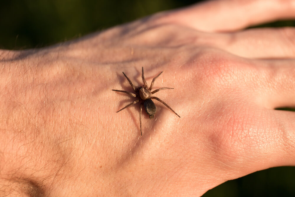 A brown spider is perched on the back of a man’s outstretched hand.